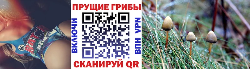где купить наркотик  Переславль-Залесский  гидра ссылки  Псилоцибиновые грибы мицелий 